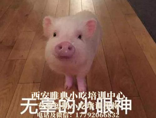 猪肉价格